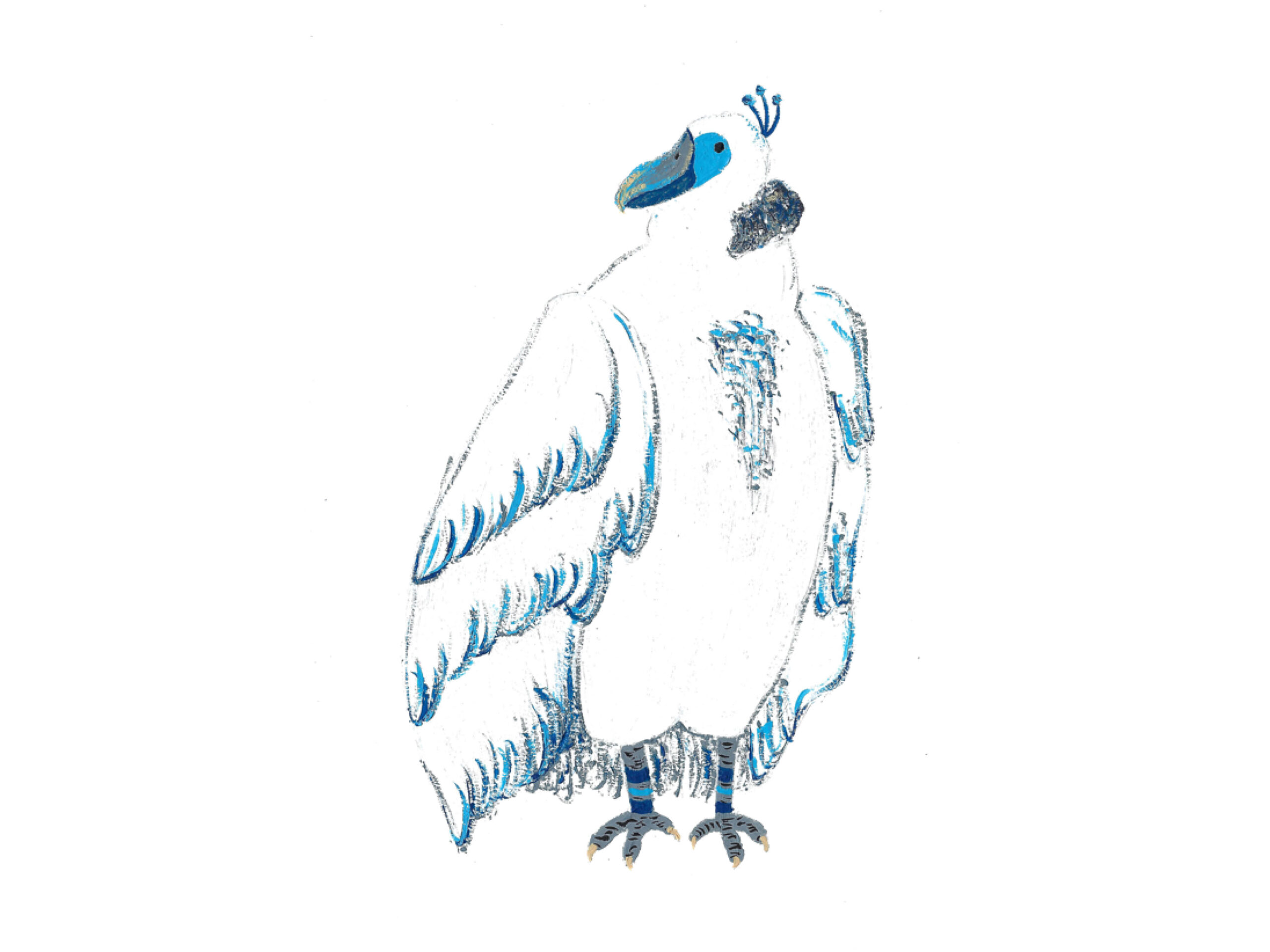 Illo_Arctic Condor