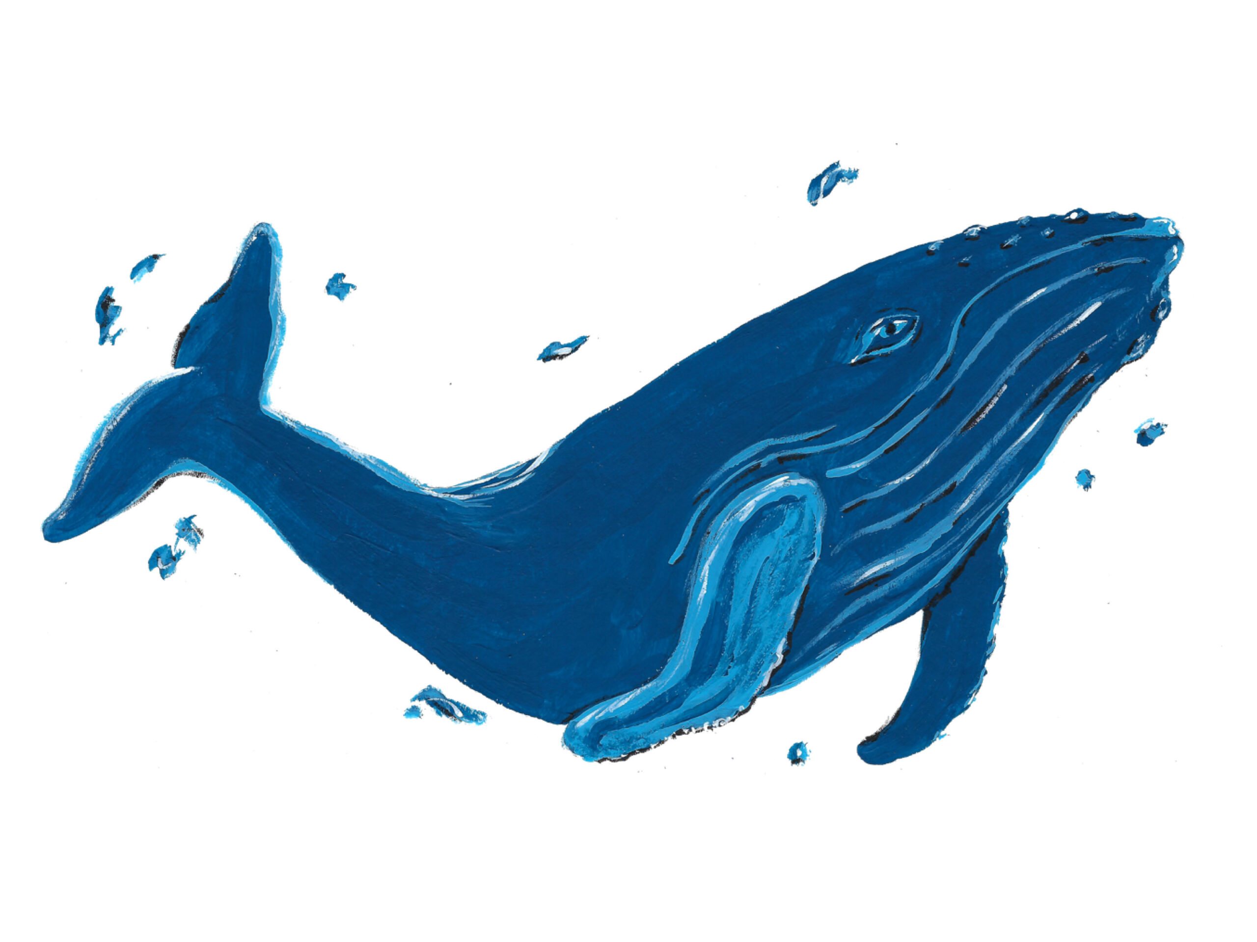 Illo_Whale